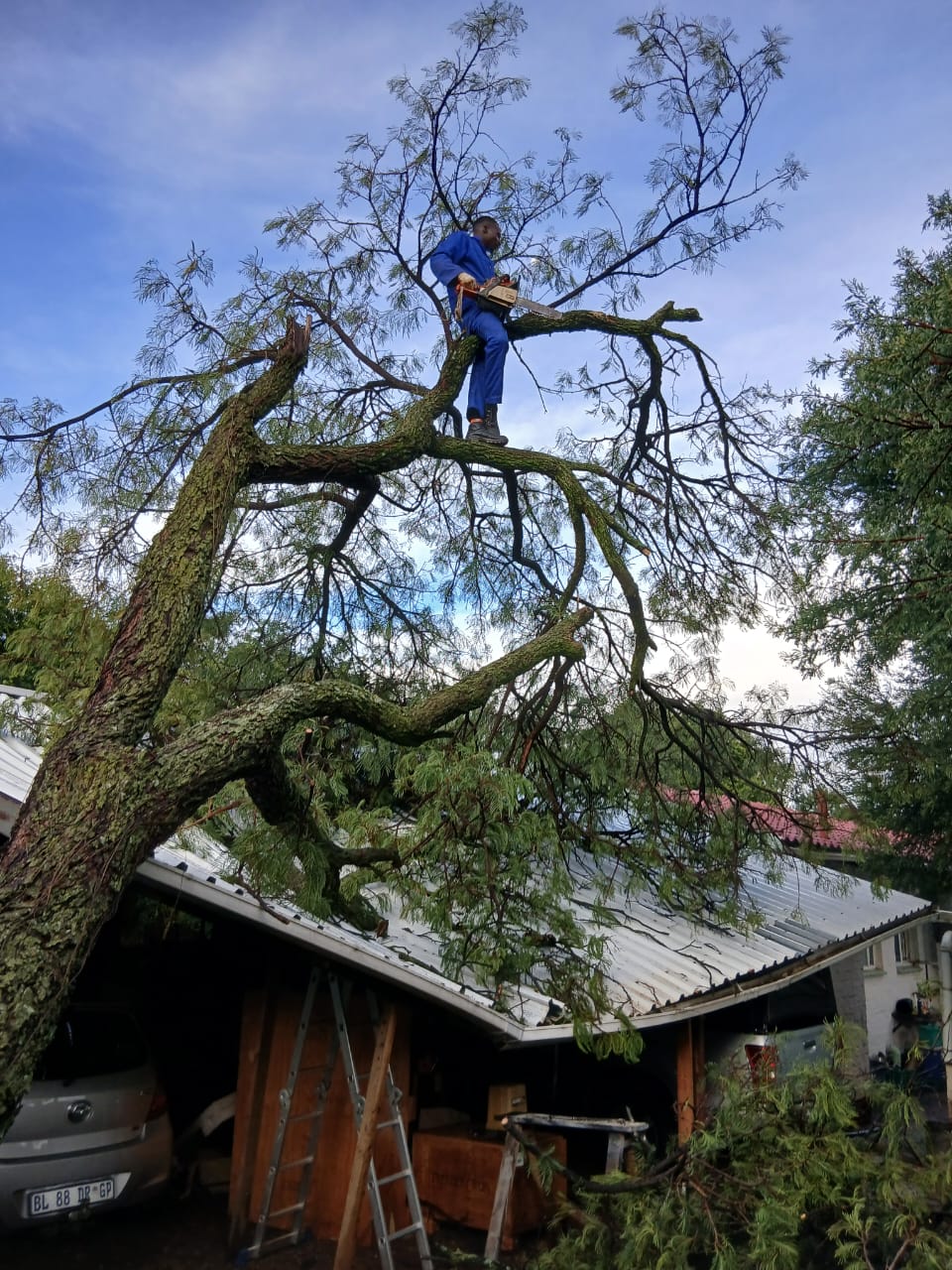Napoleon Tree Felling climber at work