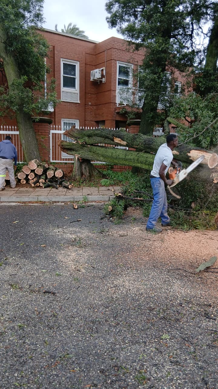 Tree Felling