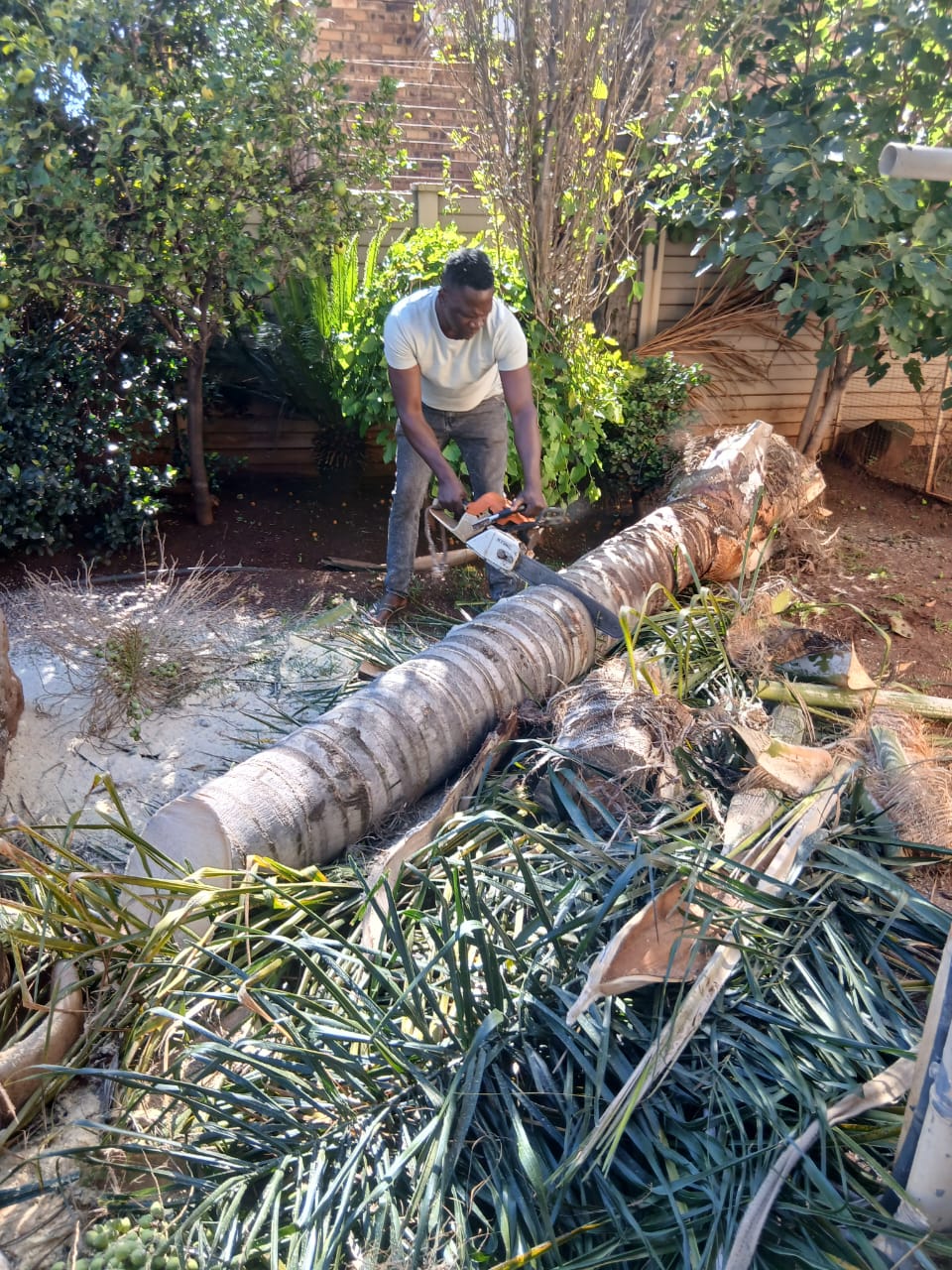 Palm tree removal